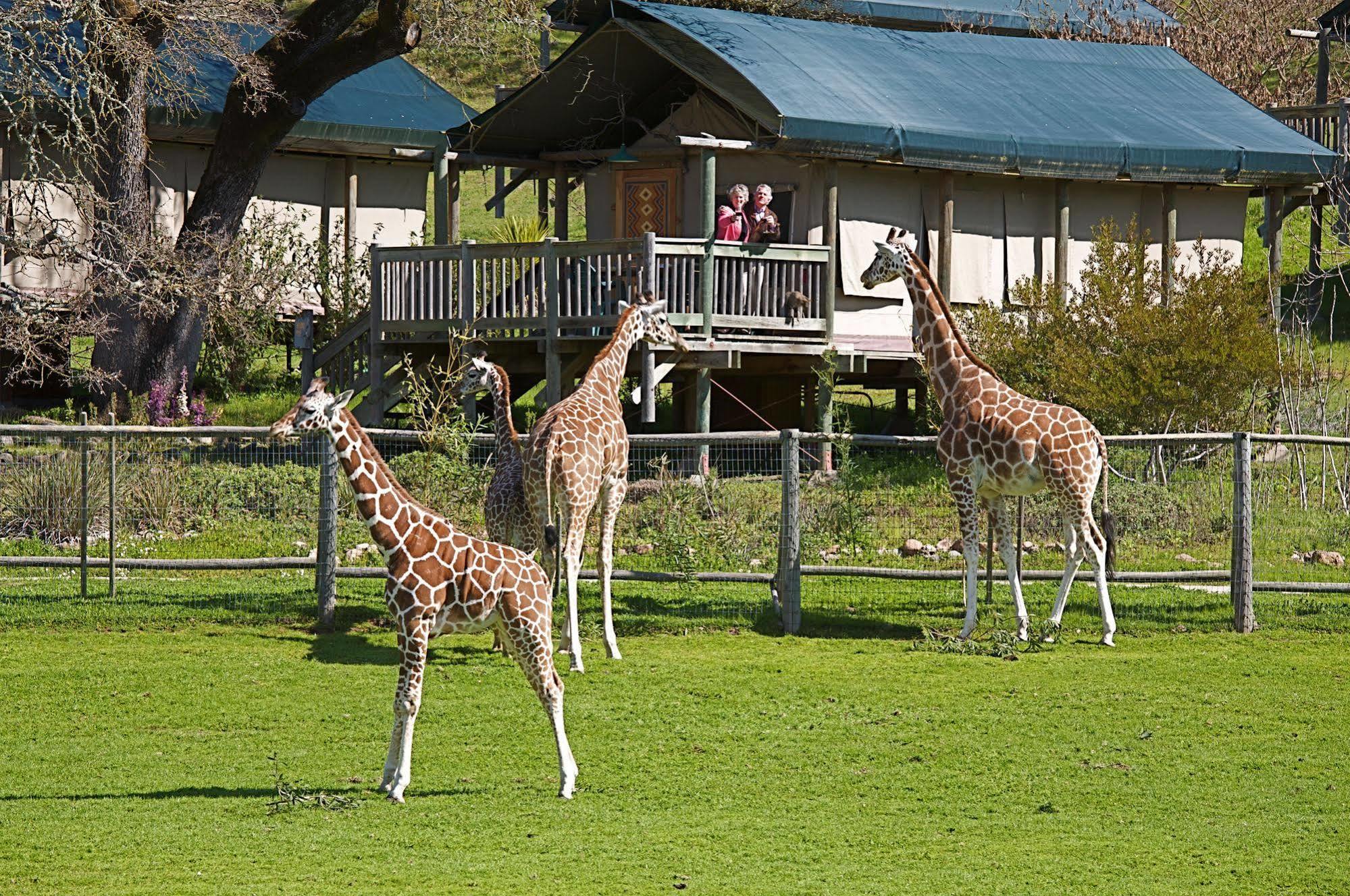 Safari West Hotel Mark West Springs Ngoại thất bức ảnh